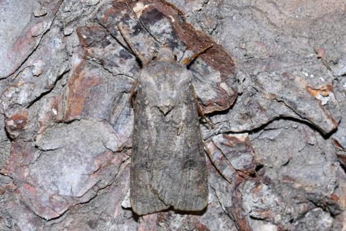 Agrotis clavis